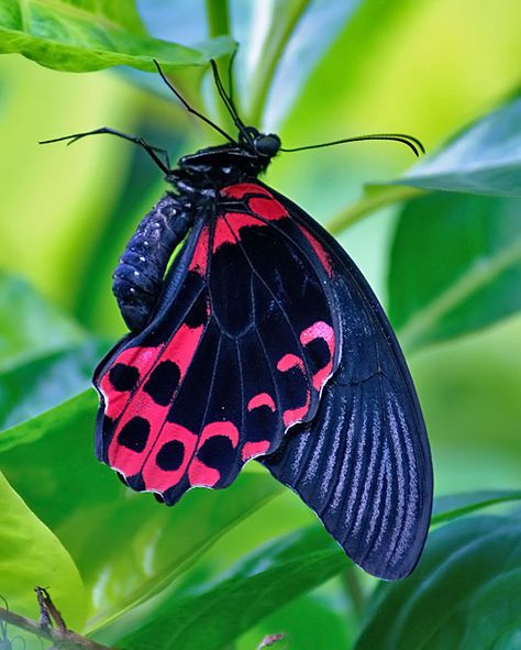 Butterfly Yoga, Moth Caterpillar, Butterflies Flying, Beautiful Bugs, Butterfly Pictures, Butterfly Kisses, Arthropods, Butterfly Effect, Airbrush Art