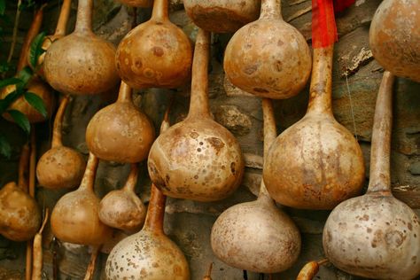 How To Dry Birdhouse Gourds, How To Dry Out Gourds, How Do You Dry Out Gourds, How To Dry Gourds For Birdhouses, Birdhouse Gourds How To Dry, Drying Gourds Diy, How To Dry Pumpkins, How To Dry Gourds Fast, Bottle Gourd Crafts