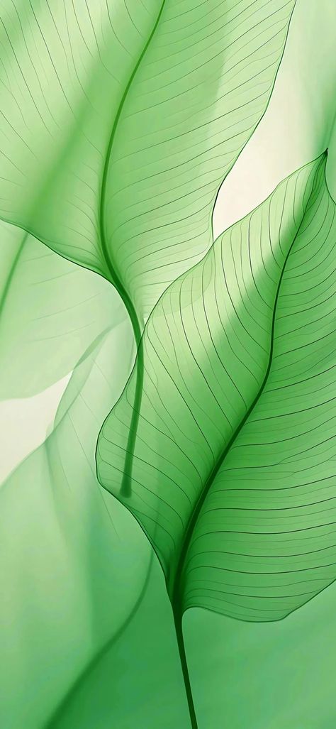 Welcome to follow Iphone Wallpaper Aesthetic Minimal Green, Leaf Wallpaper Aesthetic, Green Nature Wallpaper, Iphone Wallpaper Texture, Green Leaf Wallpaper, Beach Wall Collage, Oneplus Wallpapers, Android Wallpaper Art, Leaf Designs