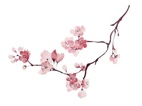 Vector watercolor cherry blossom sakura ... | Premium Vector #Freepik #vector #sakura-background #blossom #blossom-background #floral-illustration Sakura Background, Sakura Illustration, Cherry Blossom Illustration, Branch Painting, Blossom Background, Sakura Branch, Sakura Pattern, Sakura Design, 2024 Tattoo