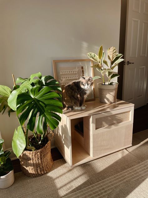 Diy Hidden Litter Box Plant, Cat Litter Box Diy Homemade, Diy Cat Litter Cabinet, Wood Cat Litter Box Cover Diy, Litterbox Solutions Small Spaces, Liter Box Enclosure Diy, Cat Litter Box Small Spaces, Cat Litter Box On Carpet, Tidy Cat Litter Box Ideas