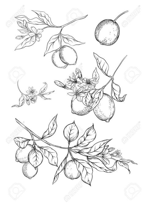 Lemon Tree Branch, Tree Branch Tattoo, Lemon Drawing, Peach Tattoo, Fruit Tattoo, Design Outline, Branch Tattoo, Lemon Flowers, Flower Line Drawings