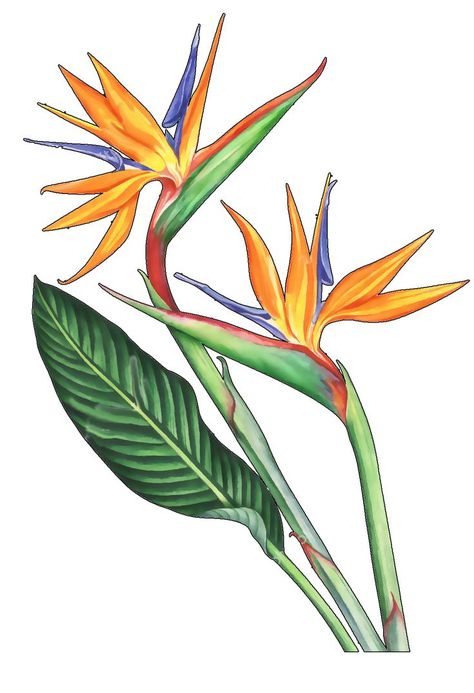 Birds Of Paradise Flower Drawing, Strelitzia Painting, Bird Of Paradise Drawing, Birds Of Paradise Painting, Greater Bird Of Paradise, Dragon Tattoo Drawing, Costa Rica Art, Heliconia Flower, Birds Of Paradise Plant