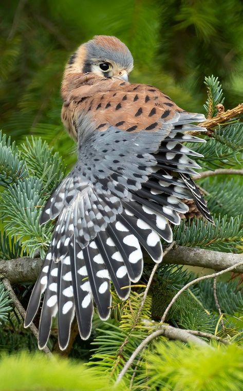 American Kestrel, Dragon Oc, Animals To Draw, Kestrel, Animal Reference, Animal References, Fantasy Creatures Art, Creatures Art, Train Your Dragon