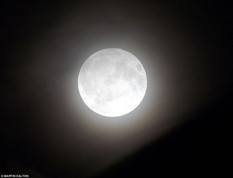 In other parts of the UK (pictured in Essex) the moon glowed eerie and bright without a cloud in the sky to darken its glow Moon Lunar Eclipse, Moon Lights, Glowing Moon, Moon Shadow, Moon Eclipse, White Moon, Moon Pictures, Lunar Eclipse, The Harvest