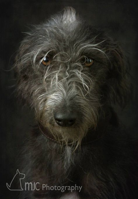 Wolf Hound, Irish Wolfhound Dogs, Wolfhound Dog, Hair Of The Dog, Scottish Deerhound, Irish Wolfhounds, Irish Wolfhound, Rule Of Thirds, Photography Education