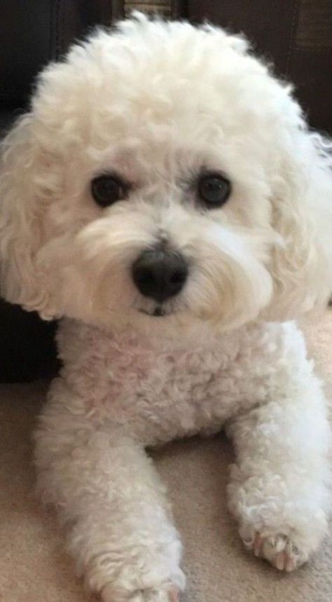 Cute White Dogs, Teacup Poodle, Bichon Dog, Bichon Frise Puppy, Tattoo Dog, Dog Haircuts, Bichon Frise Dogs, Maltese Puppy, Poodle Mix