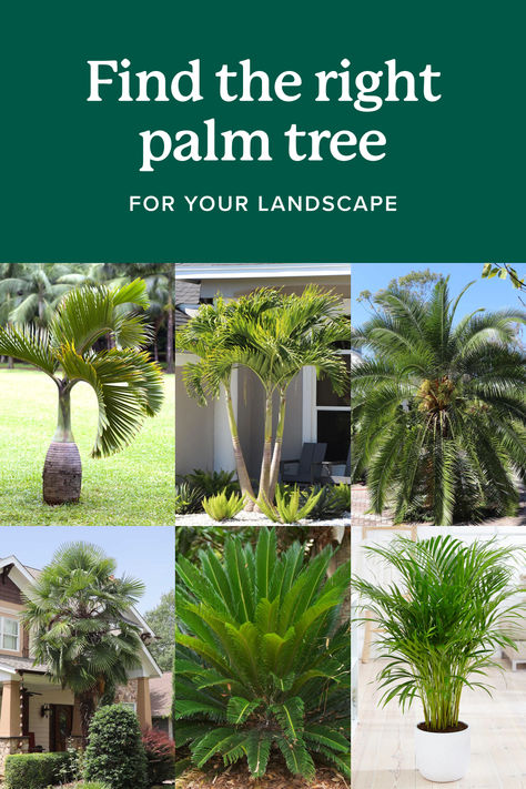 Commonly grown in tropical and subtropical climates, palm trees are a member of the Arecaceae family and can be identified by their signature singular trunk and large, evergreen leaves. In the U.S., palm trees are found in a range of warm landscapes, from the beaches of Hawaii to coastal Texas. They are perfect for pool landscaping and tropical gardens. 🌴 Pygmy Palms Landscaping, Pool Trees Landscaping, Areca Palm Outdoor Landscape, Garden With Palm Trees, Bottle Palm Tree, Palm Trees For Sale, Sago Palm Tree, European Fan Palm, Fishtail Palm