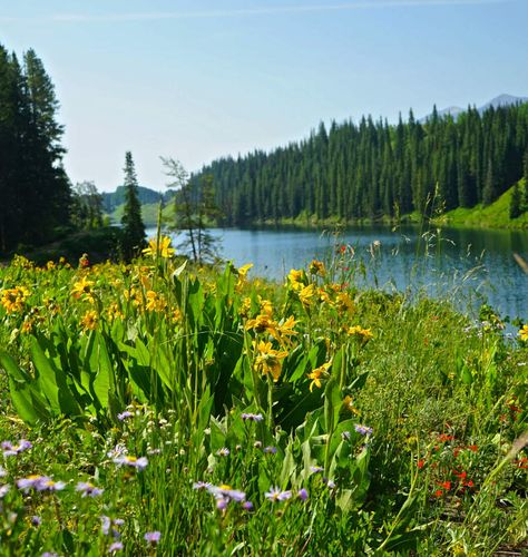 Top 6 Easy Crested Butte Hiking Trails Close to Town Crested Butte Colorado, Peaceful Nature, Colorado Summer, Colorado Adventures, Colorado Hiking, Crested Butte, Colorado Travel, Summer Road Trip, Rocky Mountain National Park