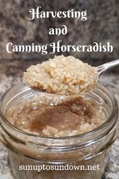 How To Make Fresh Horseradish, Canning Horseradish Sauce, Horseradish Canning Recipes, Horseradish Recipes Homemade, When To Harvest Horseradish, How To Store Horseradish Root, How To Make Horseradish Homemade, How To Harvest Horseradish, How To Preserve Horseradish Root