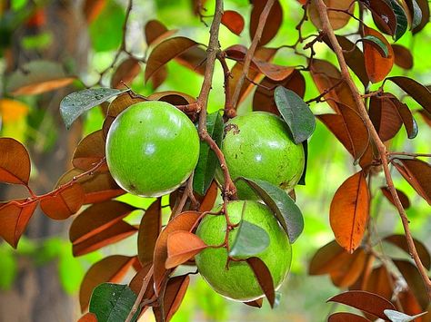 17 DISTINCTIVE BENEFITS OF CHRYSOPHYLLUM FRUITS.   There is a growing concern for everyone to start acknowledging ....   #Chrysophyllumalbidum #Chrysophyllumcainito #Starapple. Apple Plant, Star Apple, Food For Digestion, Global Food, Apple Fruit, Global Recipes, Caribbean Recipes, Organic Fertilizer, Tropical Fruits