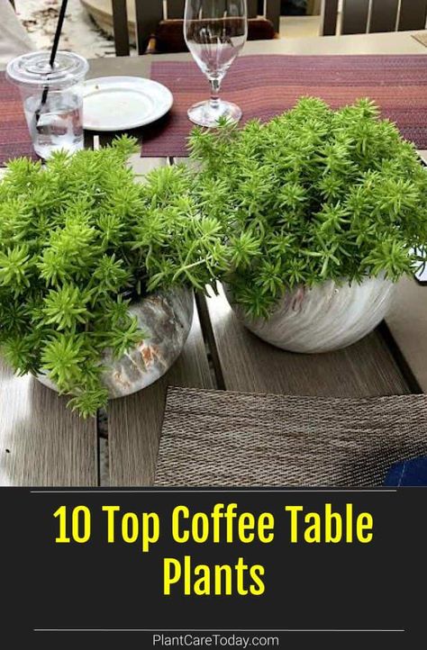 Plants are great centerpieces for a dash of green and style to your coffee table and living room. Here are a few of the top coffee table plants we've rounded up. Plant For Coffee Table, Plants On Dinning Room Table, Indoor Plants Table Decor, Potted Plant On Dining Table, Table Top Planters, Plants For Table Centerpiece, Coffee Table Plants Ideas, Outdoor Coffee Table Decor Ideas, Indoor Plant Container Ideas