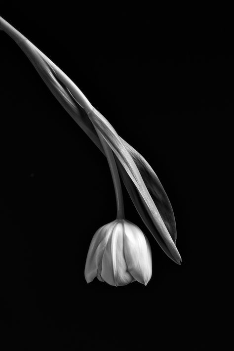 Tulip Study 3 | DSC_8431 Hanging Tulip This is one image in … | Flickr Wallpaper Tulips, Girly Notebook, Flowers Tulips, Black Tulips, White Tulips, Fall Wallpaper, Background Pictures, One Image, Black Wallpaper