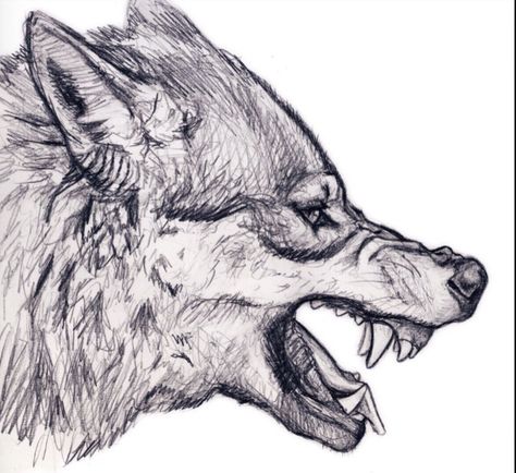 Detailed angry wolf Wolf Growling, Wolf Head Drawing, Tato Phoenix, Lup Singuratic, Snarling Wolf, Wolf Clipart, Angry Wolf, Wolf Sketch, Wolf Face