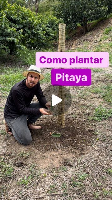 Como Plantar Pitaya, December 21, On Instagram, Pins, Instagram