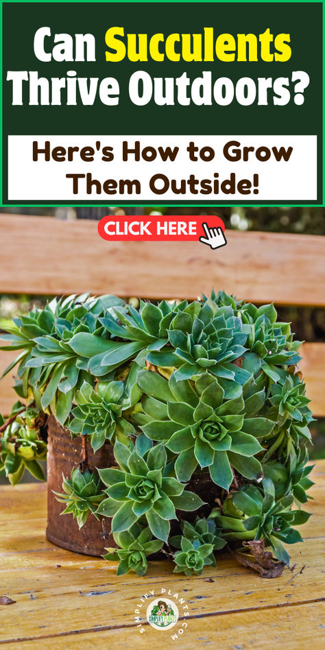 "Discover how to successfully grow outdoor succulents with our guide on 
thriving garden succulents! Learn about sun exposure, weather resilience, 
and essential outdoor soil preparation for your succulent garden. Transform 
your landscaping with succulents that flourish in various climates. Unlock 
the secrets to vibrant outdoor succulents today!" Landscaping With Succulents, Cute House Plants, Succulent Care Indoor, Succulents Care, Outdoor Succulents, Succulent Varieties, Grow Succulents, How To Water Succulents, Drought Resistant Plants