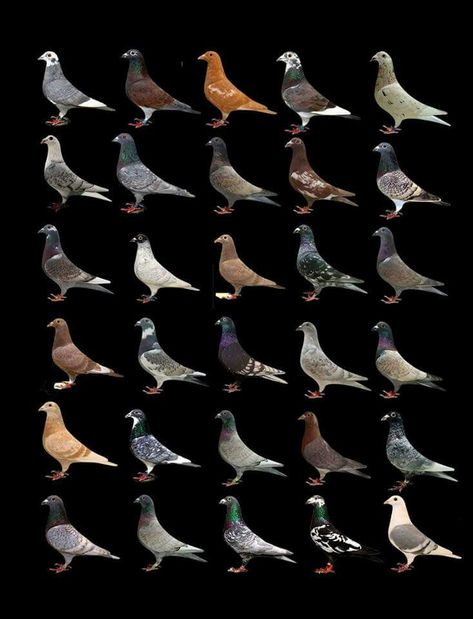 High Flying Pigeons, Fantail Pigeon, Racing Pigeon Lofts, Pigeon Art, Pet Pigeon, Le Pigeon, Pigeon House, Pigeon Pictures, Homing Pigeons