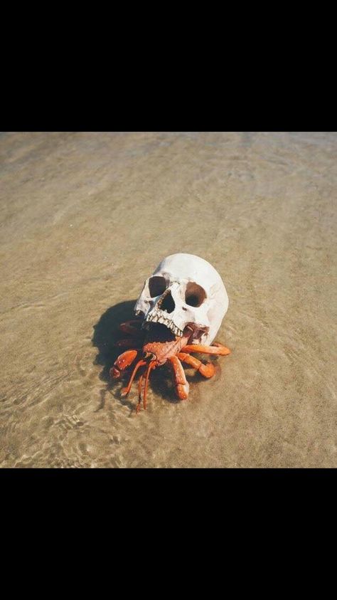 Hermit Crab, Human Skull, Crab, Human, Art