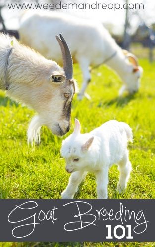 Goat Breeding 101 - Weed'em & Reap Keeping Goats, Goat Health, Feeding Goats, Raising Farm Animals, Goat Care, Goat Kidding, Raising Goats, Dairy Goats, Mini Farm