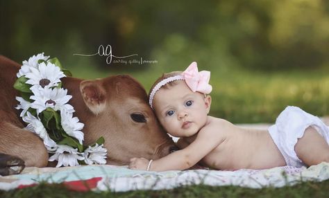 Cow Photography, Animal Photoshoot, Cow Photos, Image Couple, Mini Cows, Farm Kids, Cow Pictures, Farm Baby, Baby Cow