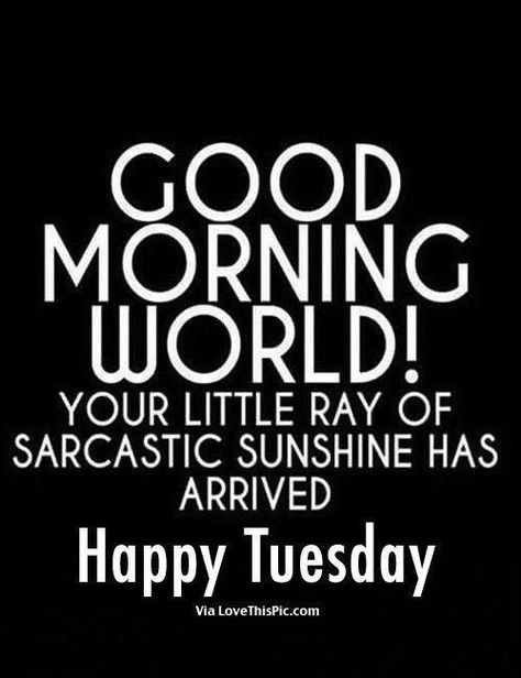 Happy Tuesday Cynical Quotes, Funniest Quotes Ever, Funny Good Morning Memes, Sarcasm Funny, Funny Good Morning Quotes, Morning Quotes Funny, Sarcasm Quotes, Good Morning World, Good Morning Funny