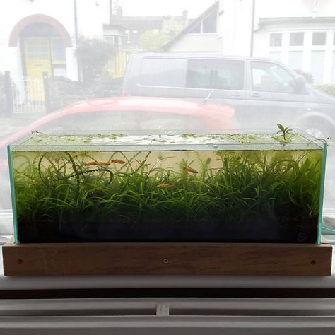 Windowsill Nature - The Planted Tank Forum Aqua Scaping, Tank Terrarium, Nature Tank, Fish Tank Terrarium, Aquatic Garden, No Energy, Tiny Tank, Nyc Living, Planted Tank