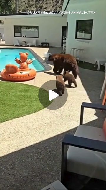 Super Cute Animals Pictures, Baby Animals Adorable, Mom And Baby Animals, Bear Video, Baby Wombat, Baby Sea Otters, Dog Swimming Pools, Dipping Pool, Baby Animal Videos