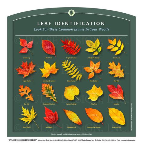 Nature Trail Signs, Leaf Identification Chart, Tree Anatomy, Tree Leaf Identification, Leaf Identification, Eastern Redbud, Tree Support, Trail Signs, Tree Identification