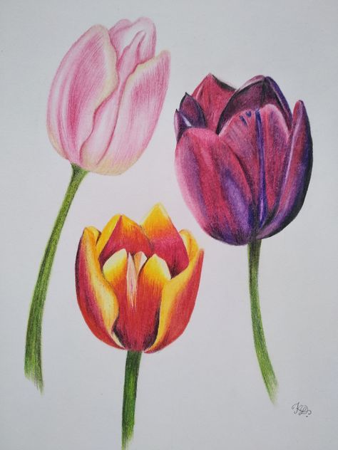 Tulips drawing with colored pencils Tulip Drawing Colored Pencil, Tulips Color Pencil, Flower Drawing Prismacolor, Drawings With Colored Pencils Easy, Drawing Flowers Colored Pencils, Tulip Drawing Pencil, Coloured Pencil Flowers, Prismacolor Art Easy, Colored Pencil Art Easy Ideas