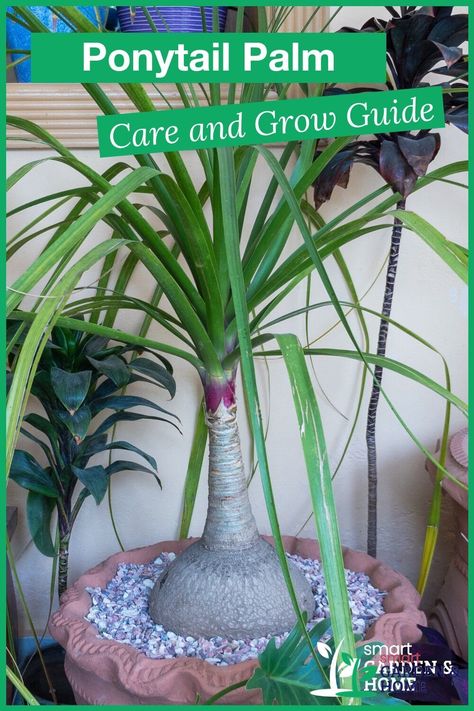 How To Take Care Of A Pony Tail Palm, Ponytail Plant, Ponytail Palm Care, Palm Plant Care, Ponytail Palm Tree, Beaucarnea Recurvata, Ponytail Palm, Plant Fungus, Miniature Gardens