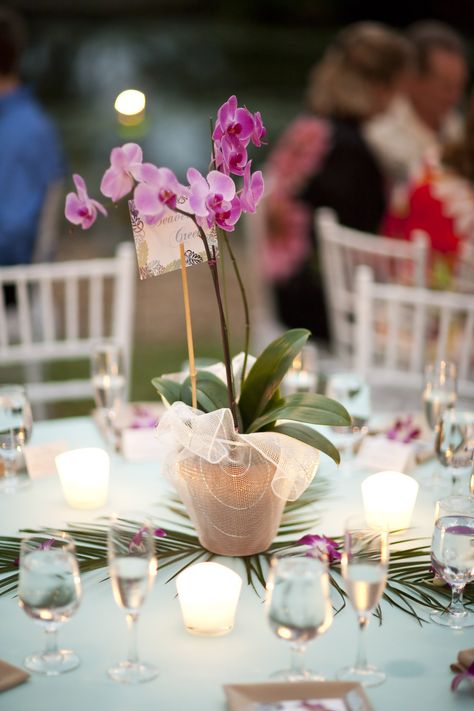 Orchids Centerpiece Wedding, Orchid Birthday Theme, Simple Orchid Centerpiece, Orchid Arrangements Centerpieces, Orchid Center Piece, Orchid Table Centerpiece, Potted Orchid Centerpiece Wedding, Orchid Wedding Centerpieces, Potted Orchid Centerpiece