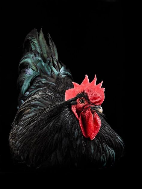 Black Australorp: Breed Information, Egg Color, Characteristics and More… | Chickens And More Australorp Chicken, Black Australorp, Chicken Roost, Black Rooster, Beautiful Chickens, Backyard Flocks, 4 By 4, Toyota 4, Egg Laying