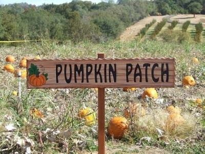 Pumpkin Cottage, Pumpkin Patch Farm, Outside Halloween Decorations, Pumpkin Field, Fall Crafting, Autumn Blessings, Pumpkin Patch Sign, It's The Great Pumpkin, Pumpkin Display