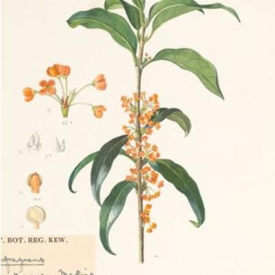 Illustration of Osmanthus fragrant