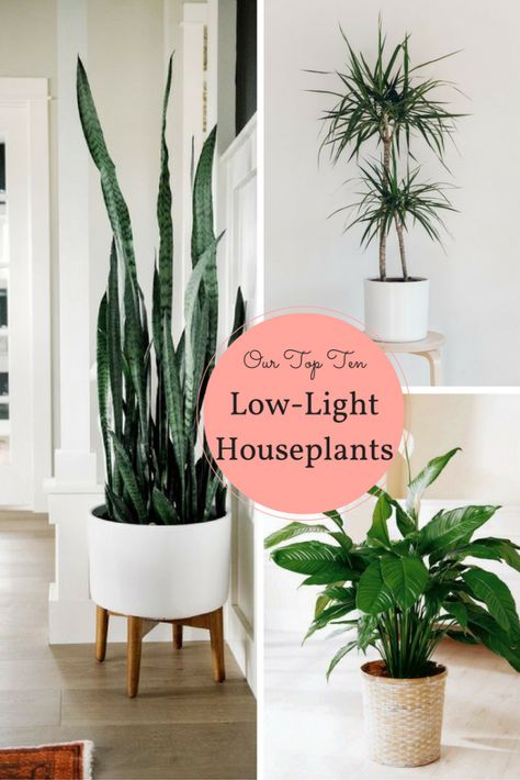 10 Houseplants That Don't Need Sunlight | Tips & Inspiration | Leedy Interiors Low Light Houseplants, Houseplants Low Light, Interior Boho, نباتات منزلية, Inside Plants, Low Light Plants, Terraria, Easy Home Decor, Décor Diy