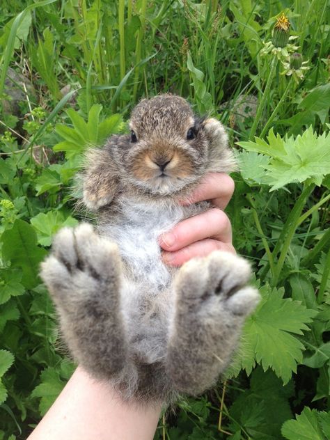 My friend found this little fella outside work - Imgur Cadbury Bunny, Bunny Paws, Soccer Predictions, Big Bunny, Football Betting, Fox And Rabbit, Free Football, Bunny Lovers, Betting Tips