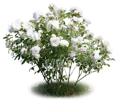 A cut out blooming white rosebush Plants For Photoshop, Plants On White Background, Shrubs Top View, Plant White Background, Vegetation Png, Tree Psd, Photoshop Landscape, Vegetable Painting, Pinterest Garden