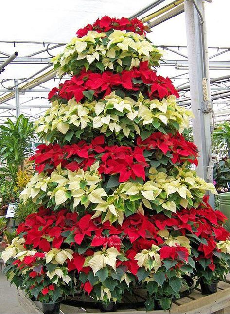 Christmas Tree Poinsettia, Poinsettia Tree, Poinsettia Decor, Christmas Lights Outside, Poinsettia Plant, Diy Lawn, Natural Christmas Decor, Christmas Plants, Poinsettia Flower