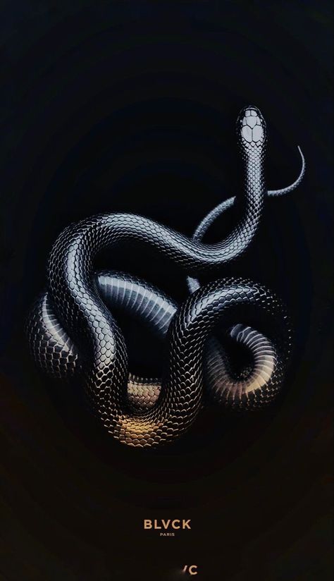 White Snake Wallpaper, Unique Aesthetic Wallpaper, Black Snake Wallpaper, Wallpaper Iphone Black Aesthetic, Iphone Black Aesthetic, Demon Snake, Wallpaper Iphone Black, Snake Texture, Black And White Snake