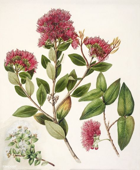 Antique plant Aka. Rata drawn by Sarah Featon(1848 - 1927) | free image by rawpixel.com Hawaiian Plants, Shark Drawing, Native Print, Nz Art, Free Illustration Images, Watercolor Fish, Botanical Illustration Vintage, Plant Painting, Plant Drawing