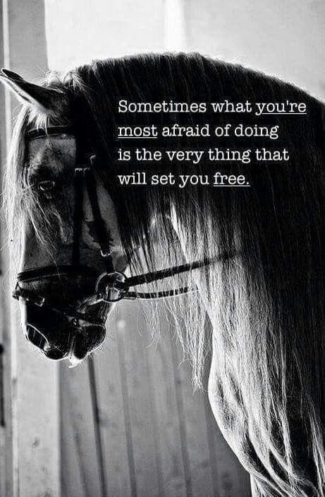 Foto Cowgirl, Inspirational Horse Quotes, Horse Riding Quotes, Equestrian Quotes, Riding Quotes, Country Quotes, Horse Quotes, Love Horses, E Card