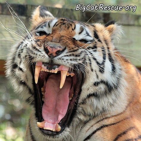 Keisha Tiger Tiger Yawning, Suh Dude, Tiger Tooth, Cat Species, Tiger Painting, Bengal Tiger, Large Cats, In Peace, Rest In Peace