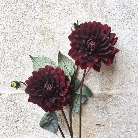 Burgundy Wedding Flowers, Flower Moxie, Scabiosa Pods, Burgundy Dahlia, Flower Girl Petals, Fresh Wedding Flowers, Life Flower, Cheap Wedding Flowers, Short Vase