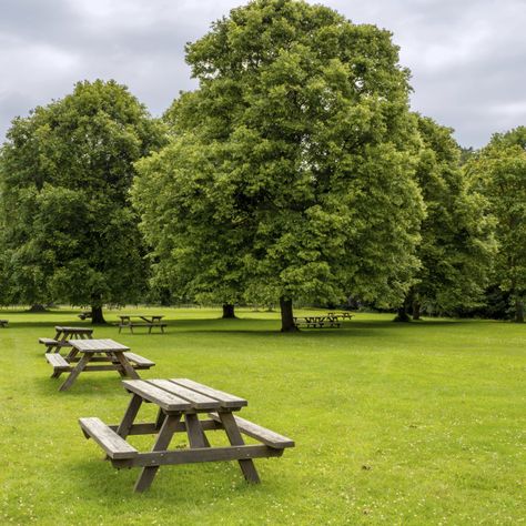 Wooden picnic tables in a field in a park by AngieC Picnic Area Landscape Architecture, Park Picnic Table, Wooden Park Bench, Photo Moodboard, Park Architecture, Picnic Park, Environment References, Spilt Milk, Wooden Picnic Tables