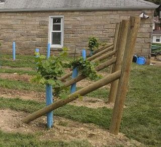 Starting a Backyard Vineyard Farm Planning, Grape Vine Pruning, Backyard Vineyard, Grape Vine Trellis, Training Vines, Grape Tree, Grape Vineyard, Trellis System, Vine Trellis