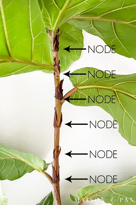 Learn how to propagate a fiddle leaf fig tree from clippings with these easy step-by-step instructions! #fiddleleaffig #houseplants #gardening Propagate Fiddle Leaf Fig, Fig Tree Indoor, Fiddle Leaf Fig Propagation, Fig Propagation, Green House Plants, Fig Tree Plant, Low Maintenance House Plants, Fiddle Fig Tree, Fiddle Leaf Fig Care