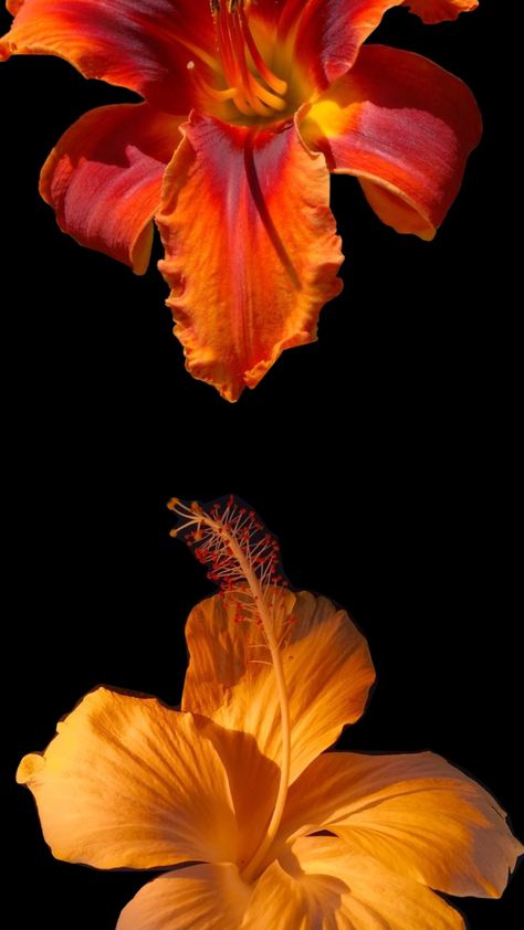 Orange Nature Wallpaper, Flower Fall Wallpaper, Mac Wallpaper Aesthetic Hd, Chill Backgrounds Wallpapers, Orange Hibiscus Wallpaper, Orange Flowers Aesthetic Wallpaper, Red Orange Aura, Orange Phone Theme, Orange Laptop Wallpaper