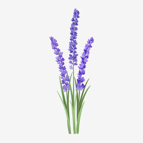 Fresh Lavender, Lavender Plant, Plant Flower, Free Png, Lavender, Hand Painted, Purple