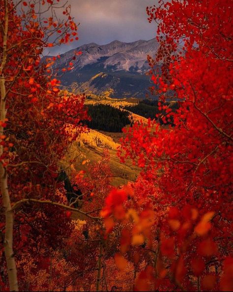 Colorado collection 🍁🍂 🇺🇸Follow 👉 @visit.the.america 👈 for more amazing travel destinations. 📸 @connography_ | Instagram Rustic Pumpkin, Autumn Decorating, Crested Butte, Red Leaves, Autumn Scenery, Amazing Travel Destinations, Amazing Travel, Travel Nature, Fall Pictures