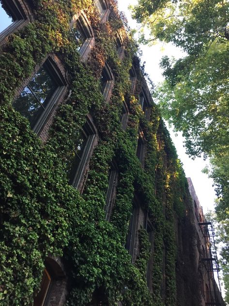 vines on brown brick building Building Aesthetic, Brown Brick, Green Tree, Brick Building, Living Wall, Nature Aesthetic, Hd Photos, Ivy, Vines